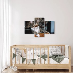 Tablou cu pisica (90x60 cm)