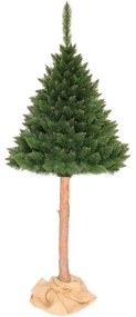 Brad de Crăciun de Himalaya, pin cu trunchi 220 cm