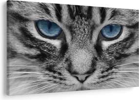 Tablou cu pisica (90x60 cm)