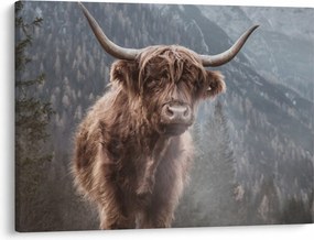 Tablou - Vaca Highlander (70x50 cm)