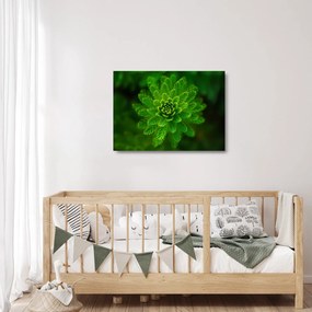 Tablou pe sticlă cu coniferi (70x50 cm)