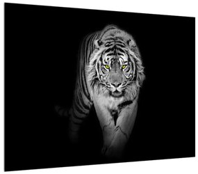 Tablou albnegru cu tigru (70x50 cm), în 40 de alte dimensiuni noi