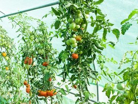 Folie fără structură pentru solar de grădină 2x3,5m