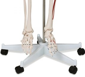 JAGO Anatomia umană Schelet cu detalii de musculari, 181 cm