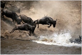 Tablou - Turmă de gnu (90x60 cm)