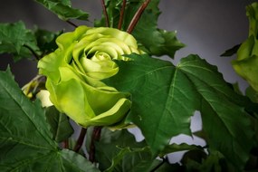 Aranjament floral mediu design LUX CANADIAN ROSES