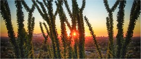 Tablou - Plante (120x50 cm)