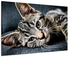 Tablou - Pisoi (90x60 cm)