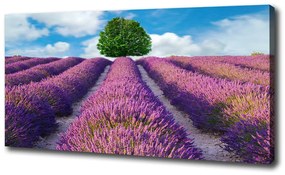 Imprimare tablou canvas Câmp de lavandă