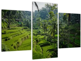 Tablou cu terasele cu orez Tegalalang, Bali (90x60 cm)