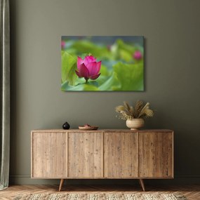 Tablou - floare de apă (90x60 cm)