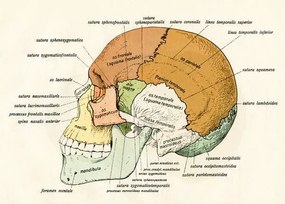 Reproducere Lateral Diagram of the Bones of the Human Skull, 1906, German School,