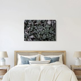 Tablou - Plante înghețate (90x60 cm)