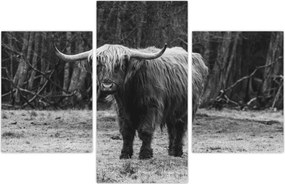 Tablou - Vacă scoțiană (90x60 cm)