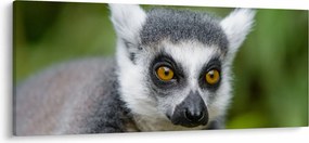 Tablou cu lemur (120x50 cm)