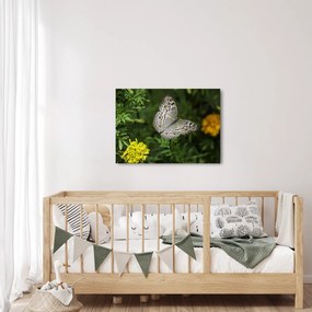 Tablou - fluture alb (70x50 cm)