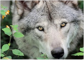 Tablou - Portret de lup (70x50 cm)