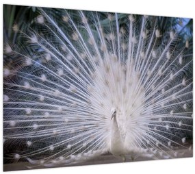 Tablou - Păun alb (70x50 cm)