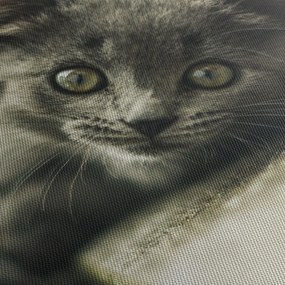 Tablou cu pisicuța (cu ceas) (90x30 cm)