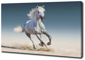 Tablou pe pânză Cal alb în galop