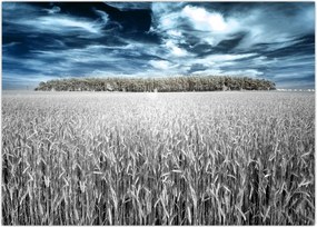 Tablou cu câmp (70x50 cm)