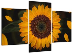 Tablou - Floarea soarelui și petale (90x60 cm)