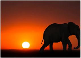 Tablou cu elefant în apus de soare (70x50 cm)