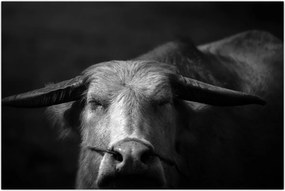 Tablou - Vacă (90x60 cm)