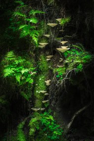 Fotografie Mushroom Wall, PetriDamstn