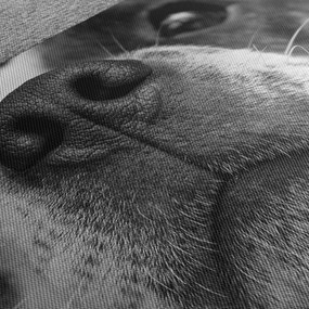 Tablou cu câine (120x50 cm)