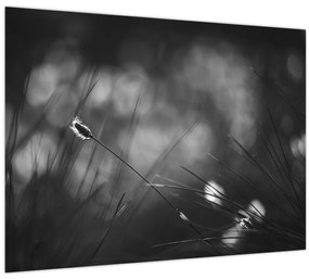 Tablou pe sticlă - Iarbă de pajiște (70x50 cm)