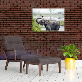 Tablou pe sticlă - Elefant de scăldat (70x50 cm)