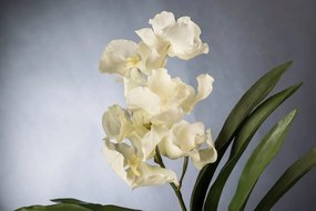 Aranjament floral mediu design LUX VANDA CLUMP