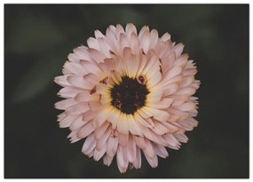 Tablou pe sticlă cu floare portocalie (70x50 cm)