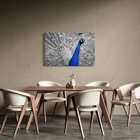 Tablou - păun albastru (90x60 cm)