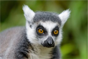 Tablou cu lemur (90x60 cm)