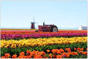 Tablou cu farma de lalele (90x60 cm)