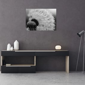 Tablou pe sticlă cu păpădie - albnegru (70x50 cm)