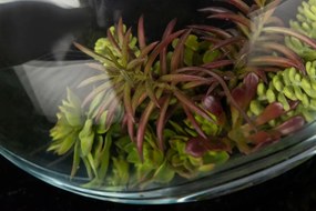 Aranjament floral mediu design LUX OVAL FAT PLANT