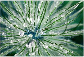 Tablou - Imagine macro a unei flori (90x60 cm)