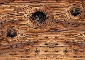 Fototapet - Detaliu de lemn (254x184 cm)