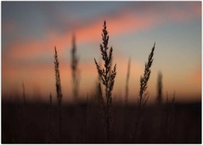 Tablou - Silueta plantei (70x50 cm)