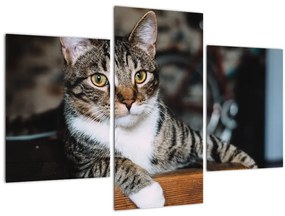 Tablou cu pisica (90x60 cm)