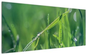 Tablou cu picături de rouă (120x50 cm)