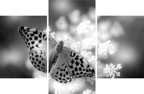 Tablou - Detailu cu fluture care polenizează floare (90x60 cm)