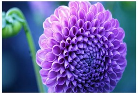 Fototapet Purple Dahlia