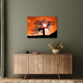 Tablou - Fag la apus de soare (70x50 cm)
