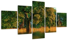 Tablou cu girafe în natură (125x70 cm), în 40 de alte dimensiuni noi