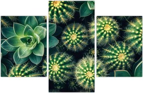 Tablou - Cactuși (90x60 cm)
