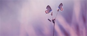 Tablou - Fluturi mov (120x50 cm)